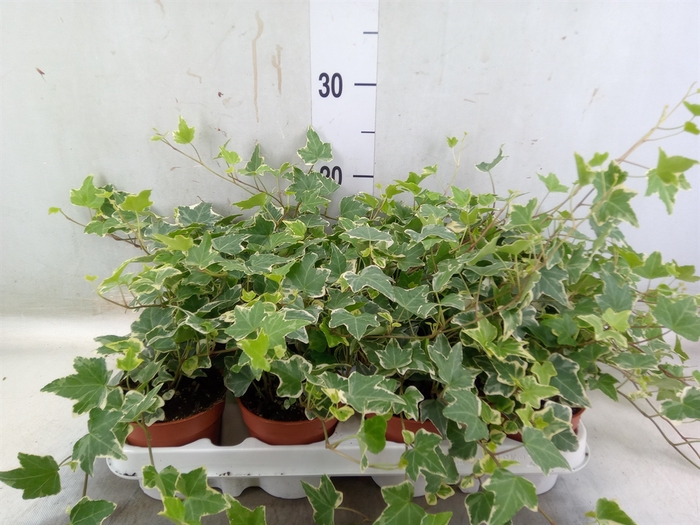 <h4>Hedera helix 'Eva'</h4>