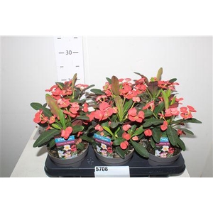 Euphor Mi Maxi Olymp