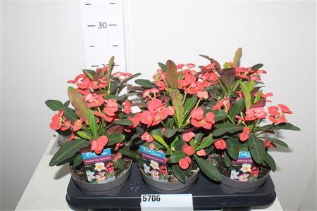 <h4>Euphor Mi Maxi Olymp</h4>