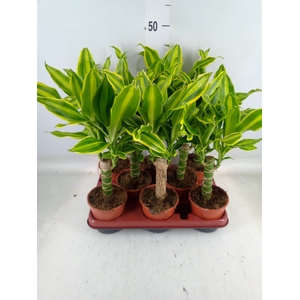 Dracaena frag. 'Golden Queen'