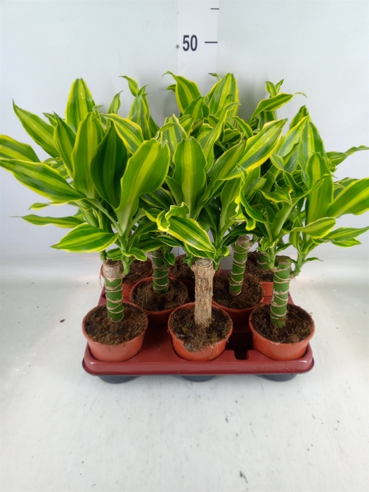 <h4>Dracaena frag. 'Golden Queen'</h4>