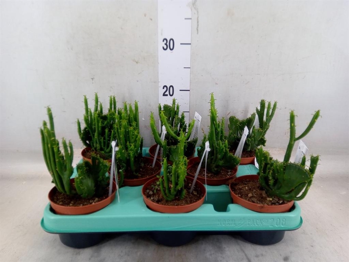 <h4>Euphorbia   ...</h4>