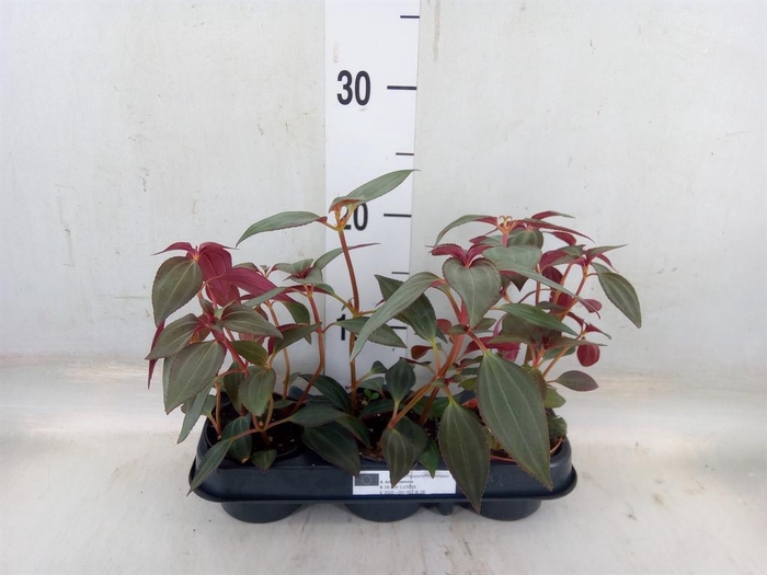 <h4>Planten   ... L%</h4>