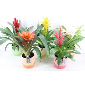 arr3 BS - Ker. happy mix bromelia