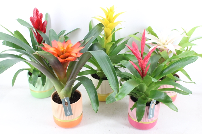 <h4>arr3 BS - Ker. happy mix bromelia</h4>