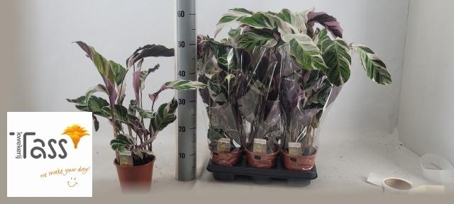 <h4>CALAT FUSION WHITE</h4>