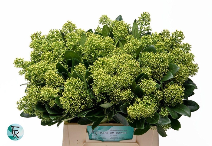 <h4>SKIM J FINCHY BS</h4>