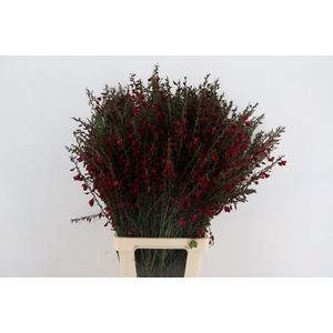 CYTISUS BOSKOOP RUBY BORDEAUX