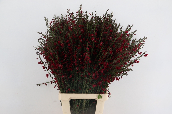 <h4>CYTISUS BOSKOOP RUBY BORDEAUX</h4>
