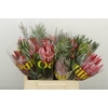 Protea Per Bos