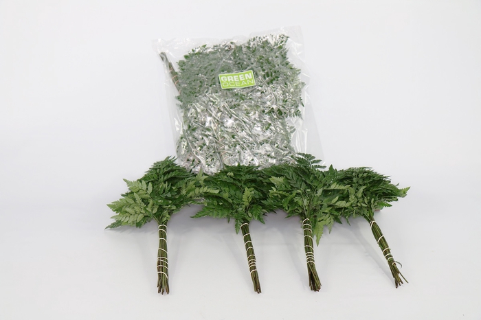 <h4>Leatherleaf Junior (4 Bunch per Bag)</h4>