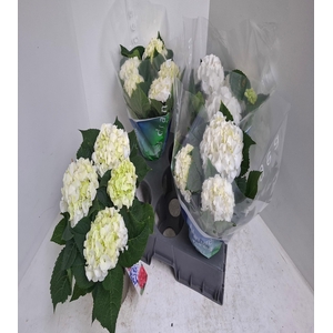 .Hydrangea macrophylla wudu