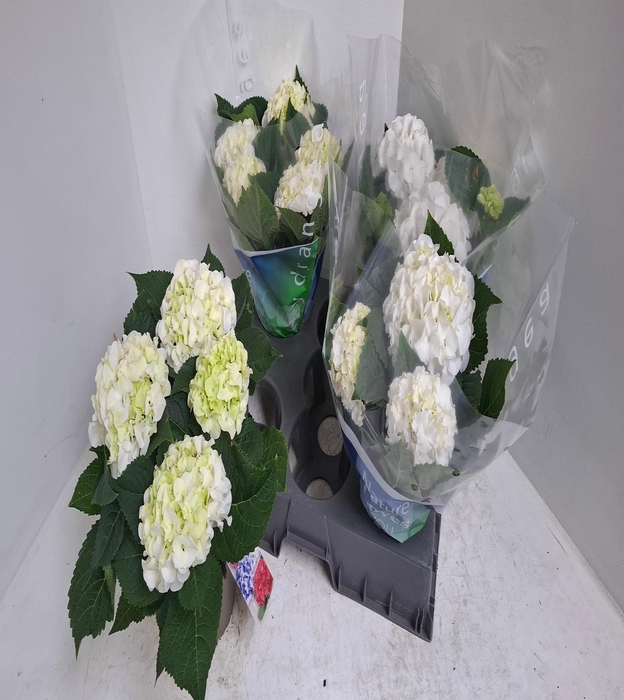 <h4>.Hydrangea macrophylla wudu</h4>