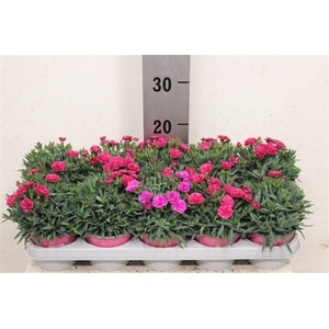 Dianthus caryophyllus 'Peman Fancy Cerise'