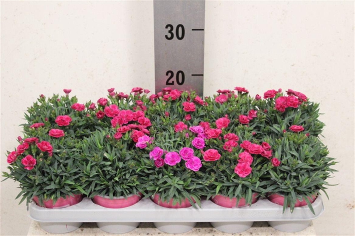 <h4>Dianthus caryophyllus 'Peman Fancy Cerise'</h4>