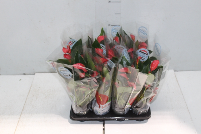 <h4>ANTHURIUM TRILLIONS RED P06</h4>