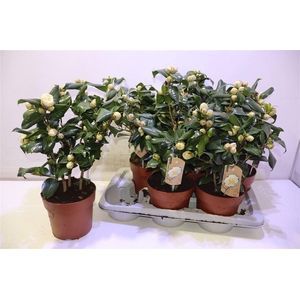 arr8 Came Brusfield's Yellow