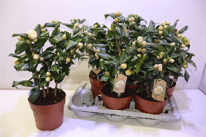 <h4>arr8 Came Brusfield's Yellow</h4>