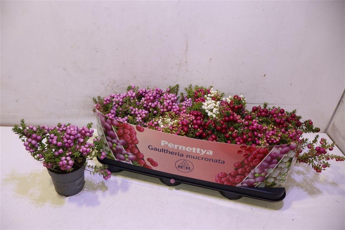 <h4>Gaulth Mucronata</h4>
