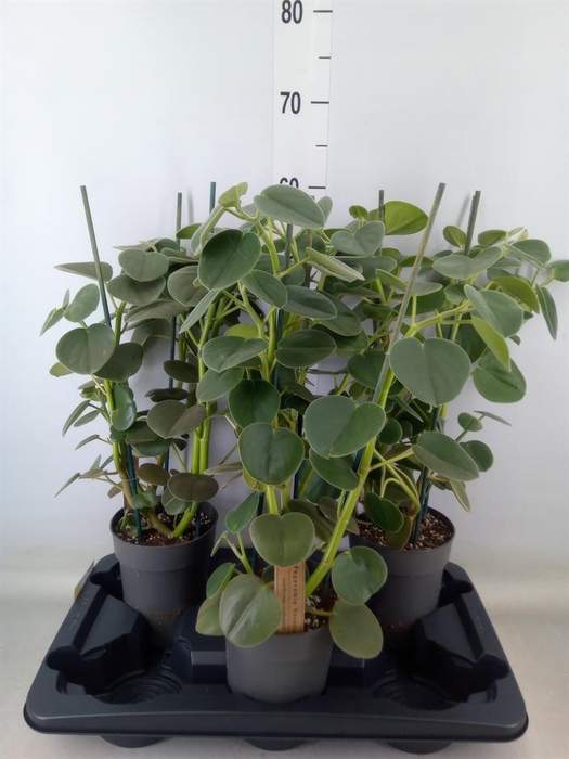 <h4>Peperomia</h4>