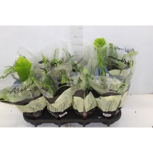 ASPLENIUM VARIADO P14