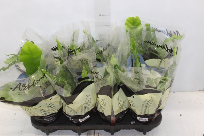 <h4>ASPLENIUM VARIADO P14</h4>