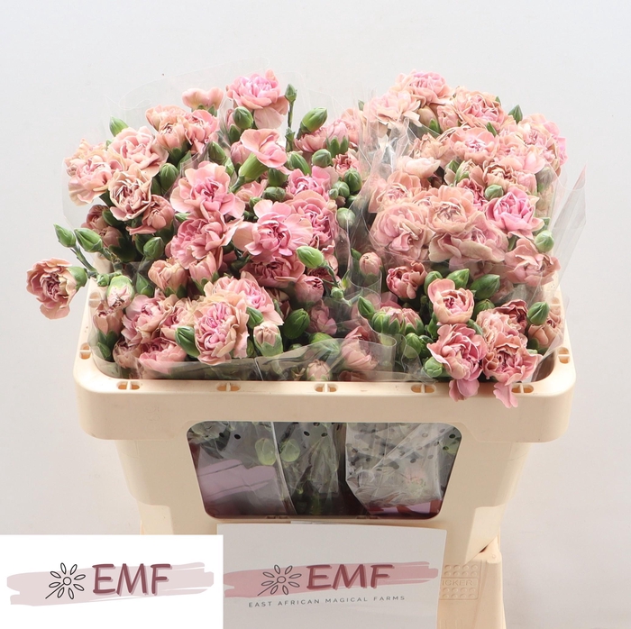 <h4>Di Tr Miss Bella</h4>