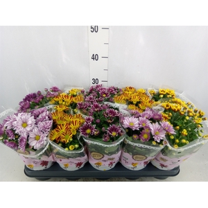 Chrysanthemum   ..mix 2