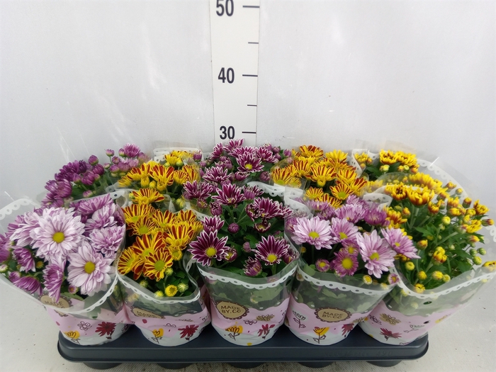 <h4>Chrysanthemum   ..mix 2</h4>