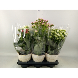 Kalanchoe   ...