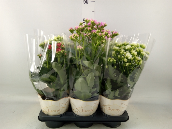 <h4>Kalanchoe   ...</h4>