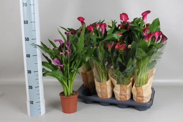 <h4>ZANT GEM 5 KL</h4>