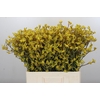 Anigozanthos Bush Down