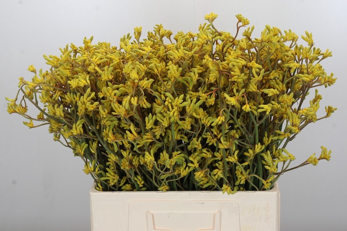 <h4>Anigozanthos Bush Down</h4>