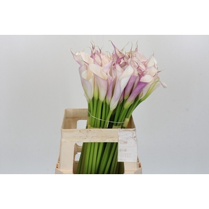 Zantedeschia Eydolls Purple White