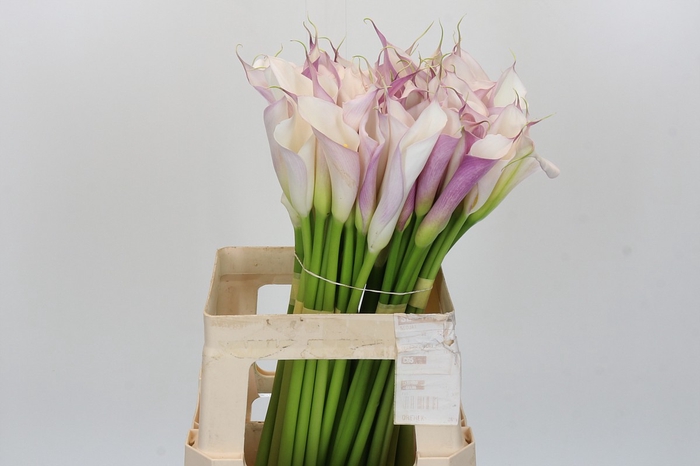 <h4>Zantedeschia Eydolls Purple White</h4>
