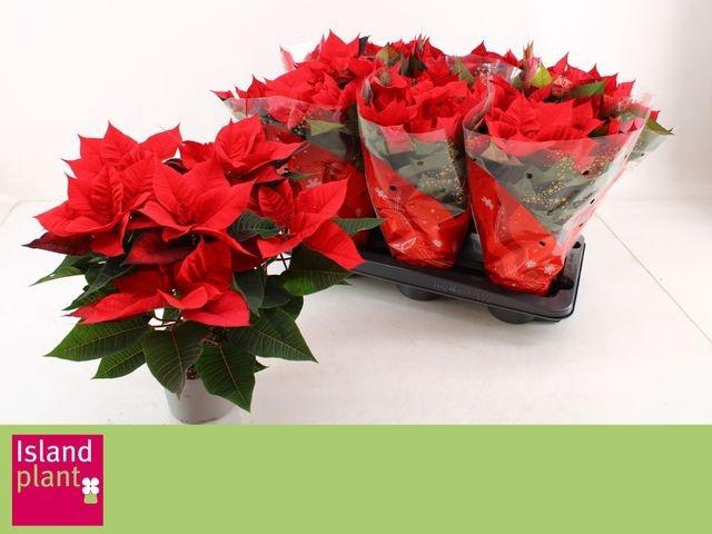 <h4>Euphor P Chr Univers</h4>