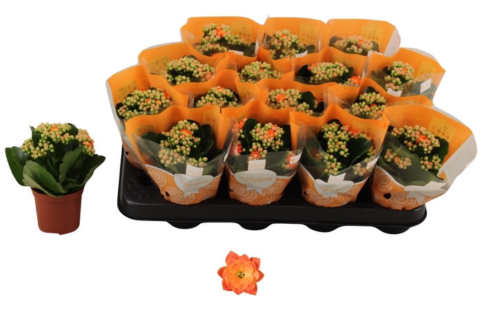 <h4>KAL GE DON PEDRO</h4>