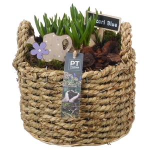 6220 MUSC GEVL. MAND