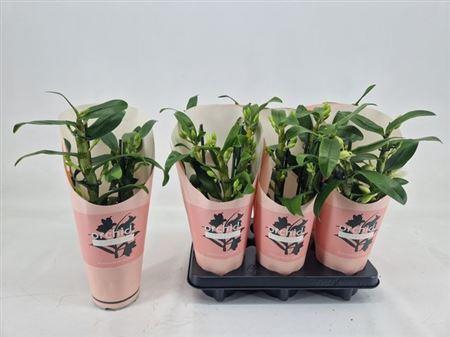 Dendr N S Dr Pandora 3 Branches 30+