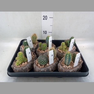 Cactus   ...