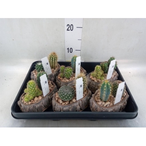 Cactus   ...