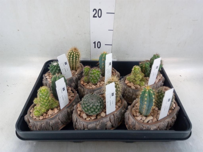 <h4>Cactus   ...</h4>