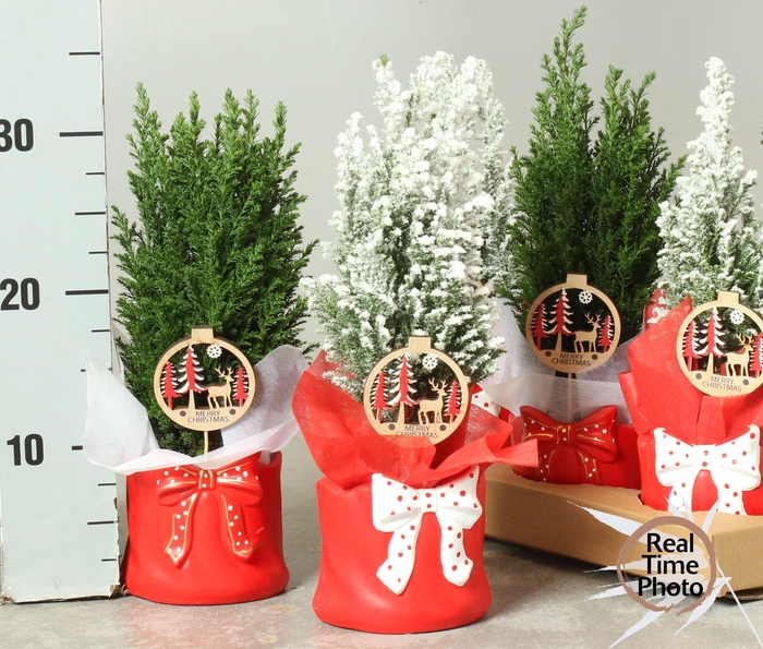 <h4>CHAM L ELLWOODII</h4>