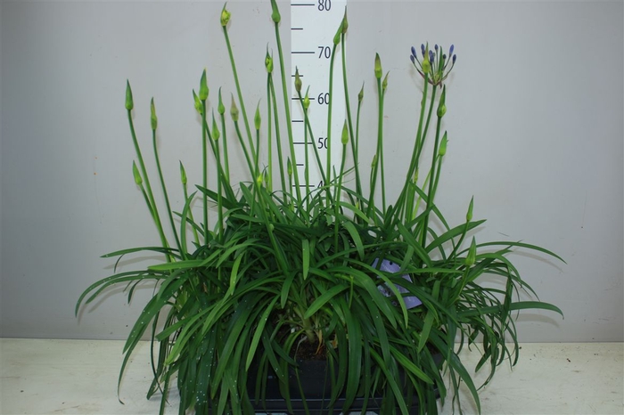 <h4>Agapantus Summer Love Duo Mix In Pot Blue White</h4>