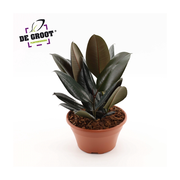 <h4>Ficus Abidjan in schaal</h4>
