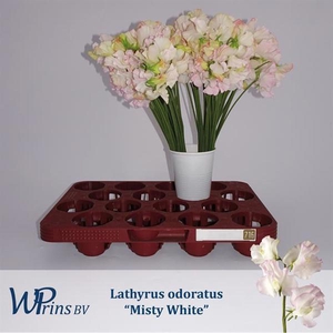 Lathyrus Misty White Prins