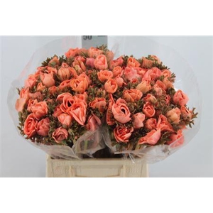 Anemone Poeder Oranje