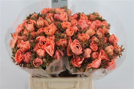 <h4>Anemone Poeder Oranje</h4>