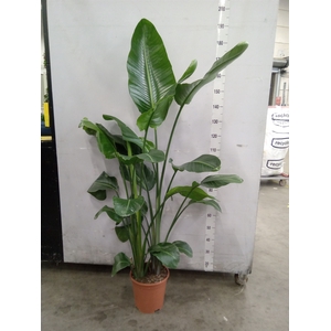 Strelitzia nicolai